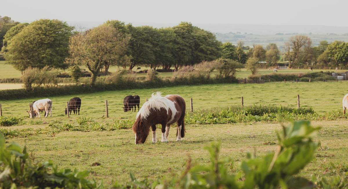 Say hello to your friendly neighbours... Harriet and Tony are rescued Dartmoor ponies!