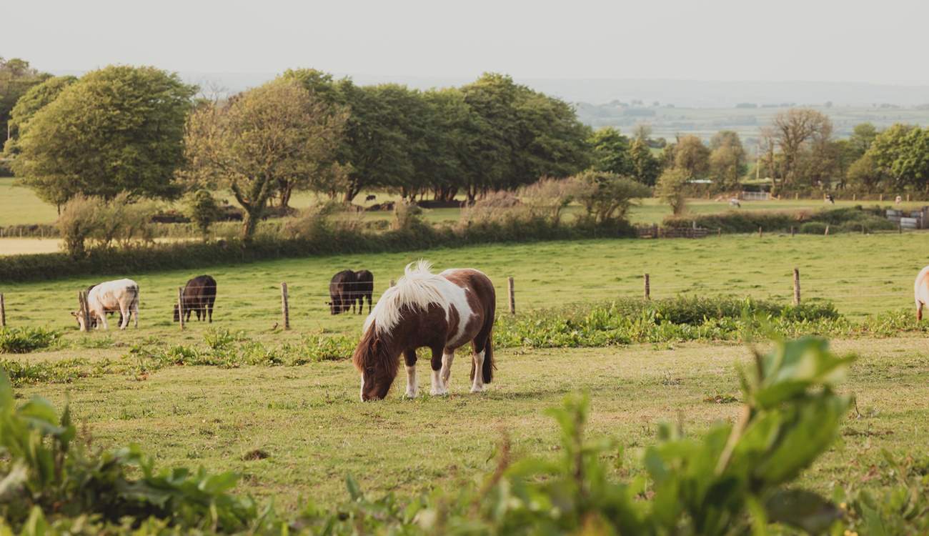 Say hello to your friendly neighbours... Harriet and Tony are rescued Dartmoor ponies!