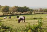 Say hello to your friendly neighbours... Harriet and Tony are rescued Dartmoor ponies!