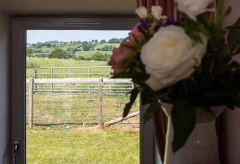 Views of the sheep and spring lambs in the fields. 