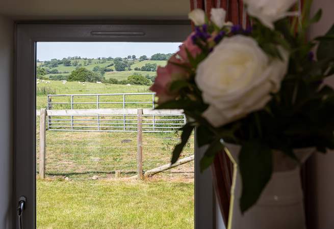 Views of the sheep and spring lambs in the fields. 