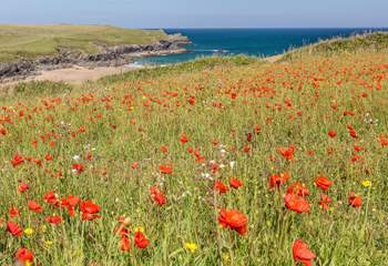 Head to Polly Joke to see the poppies.