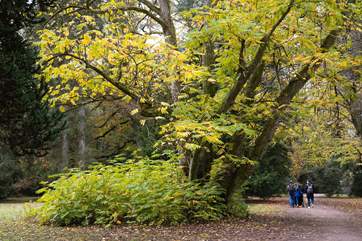 Spend time discovering the great outdoors at Westonbirt Arboretum.