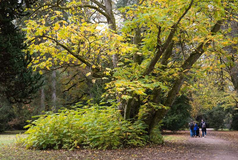 Spend time discovering the great outdoors at Westonbirt Arboretum.