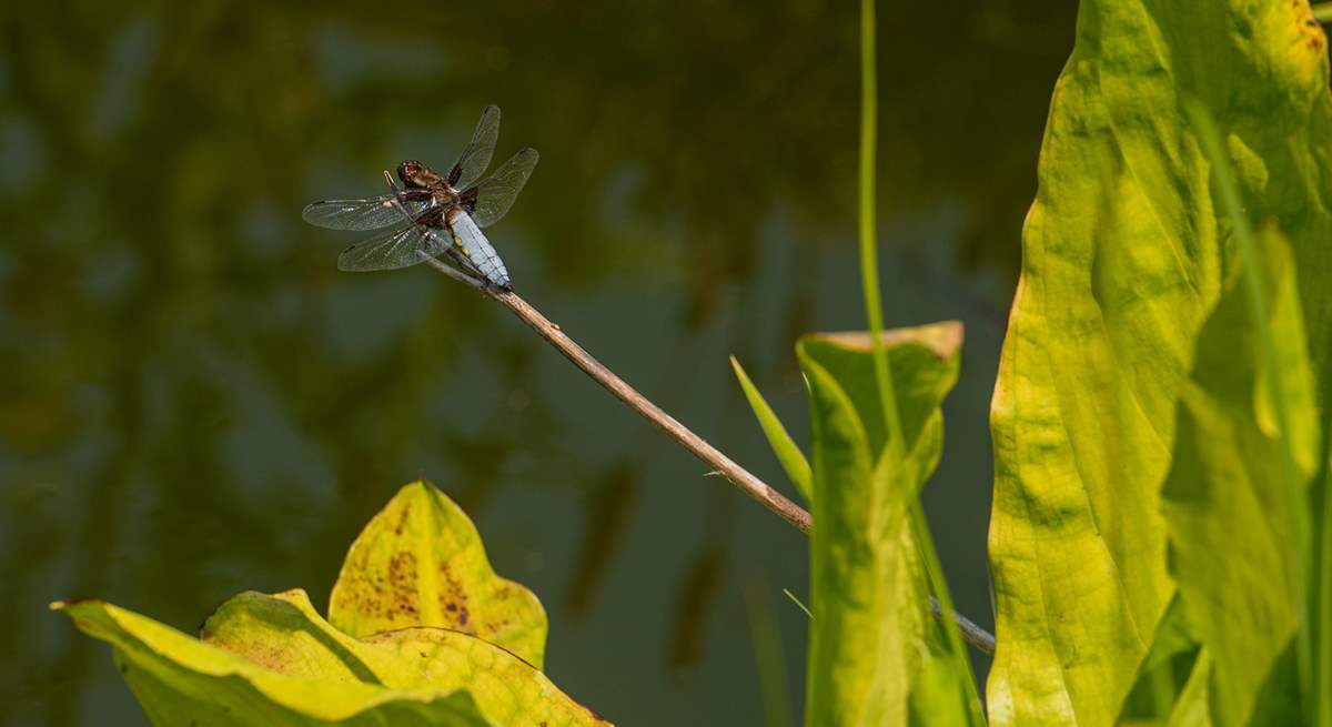 Discover the wildlife around the garden. The pond area is completely enclosed so you can relax if there are younger members in the party.