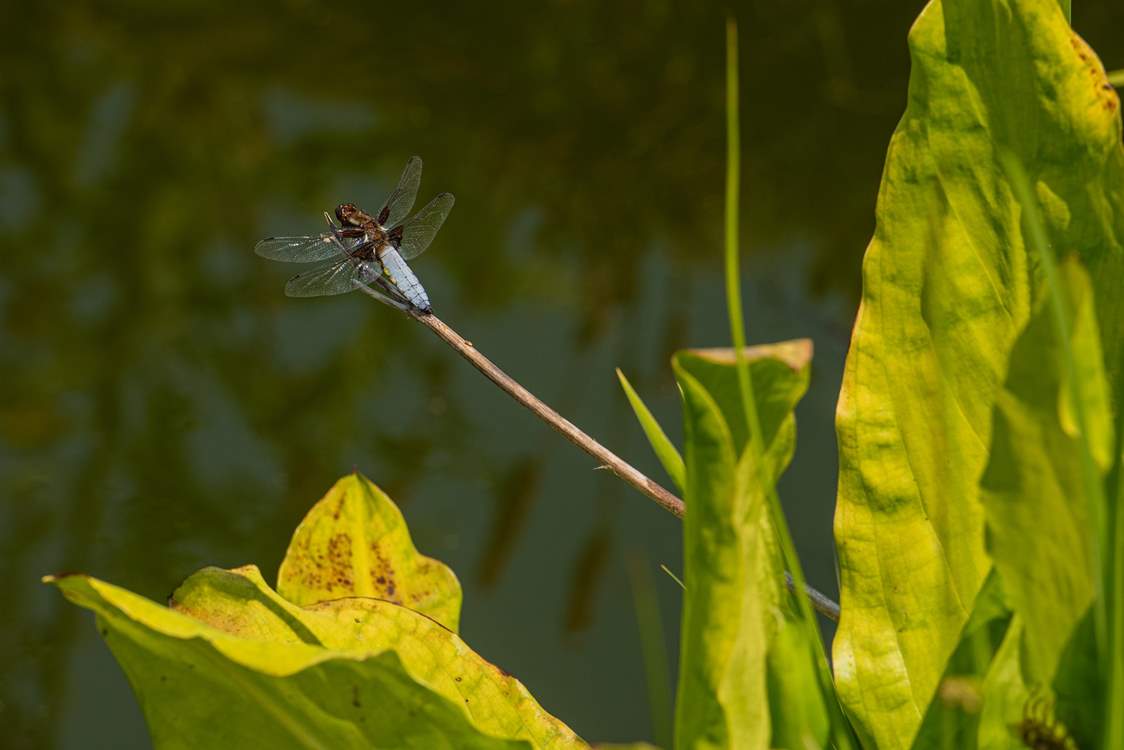 Discover the wildlife around the garden. The pond area is completely enclosed so you can relax if there are younger members in the party.