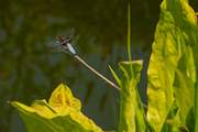 Discover the wildlife around the garden. The pond area is completely enclosed so you can relax if there are younger members in the party.