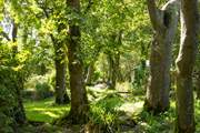 Ethereal grounds home to an abundance of trees, shrubs and foliage.