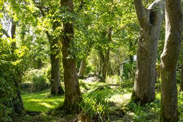 Ethereal grounds home to an abundance of trees, shrubs and foliage.