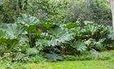 The magnificent gunnera stands tall at the rear of the garden in the summer months.  - Thumbnail Image