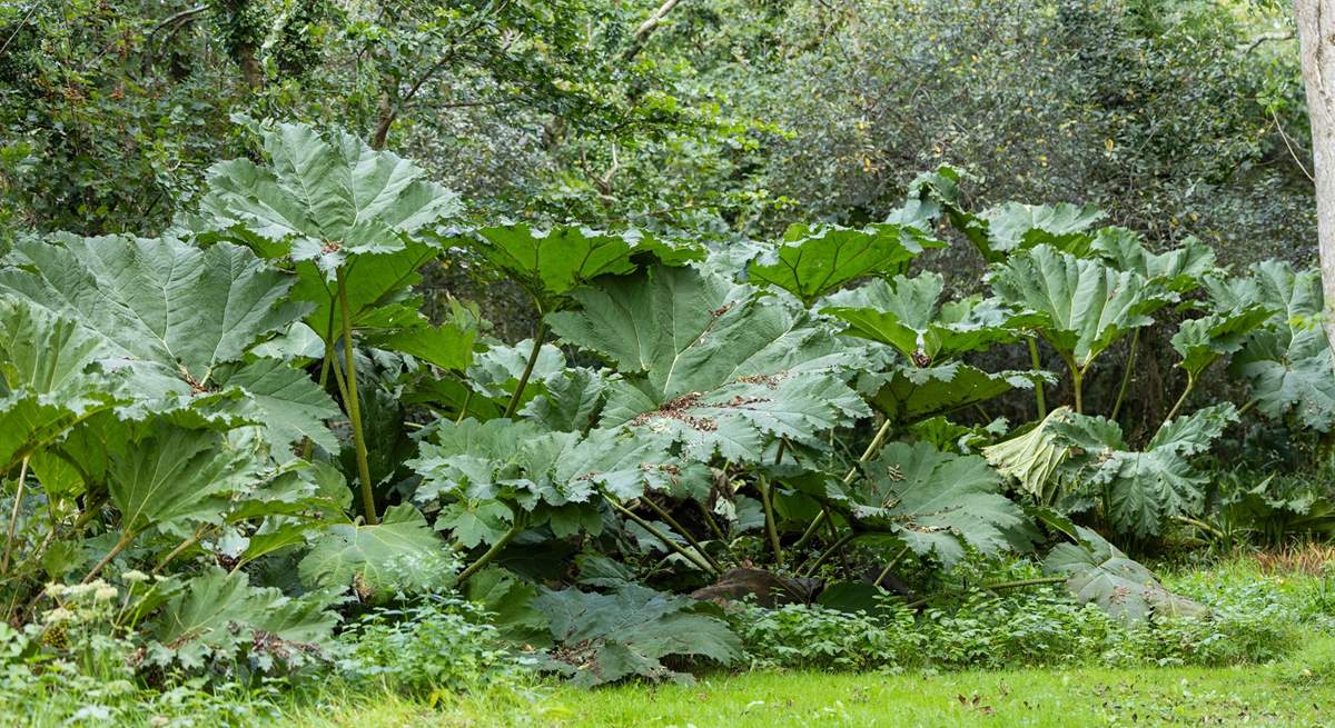 The magnificent gunnera stands tall at the rear of the garden in the summer months. 