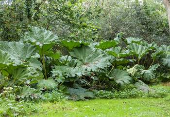 The magnificent gunnera stands tall at the rear of the garden in the summer months. 