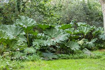 The magnificent gunnera stands tall at the rear of the garden in the summer months.