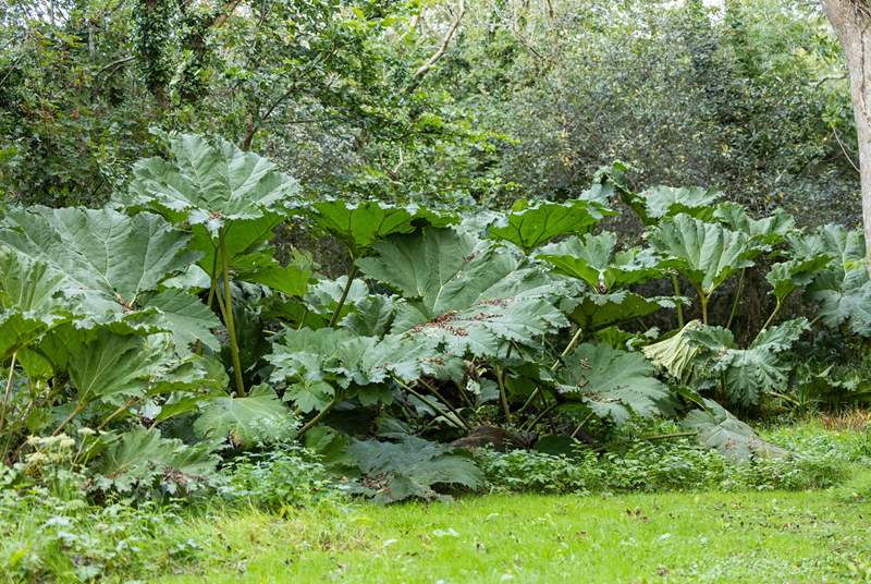 The magnificent gunnera stands tall at the rear of the garden in the summer months. 