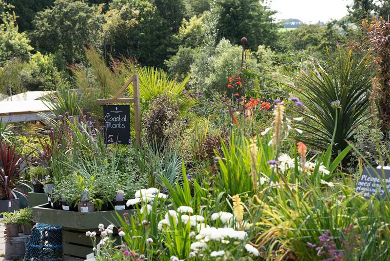 The nursery has an great selection of plants and a wonderful shop and whilst there indulge in some tasty treats at The Cafe or Orangery - you won't be disappointed.