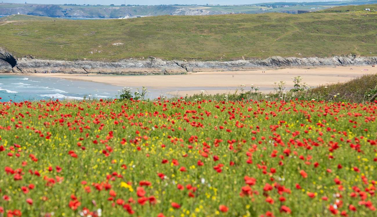 Crantock is around 20 minutes away. The view becomes even more spellbinding during poppy season! 
