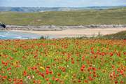 Crantock is around 20 minutes away. The view becomes even more spellbinding during poppy season! 