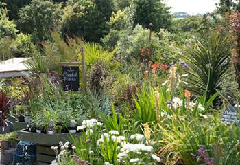 Not only does the nursery have a great selection plants and a fabulous shop but the Cafe and Orangery are a must for a bite to eat whether that's for breakfast, morning coffee, lunch or afternoon tea - you won't be disappointed.