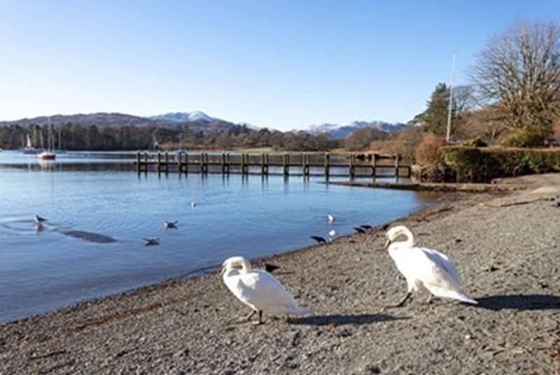 Grab your binoculars and take in a spot of bird spotting on the edge of Lake Windemere. 