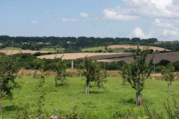 There is a little orchard to explore at Harris Cottage.