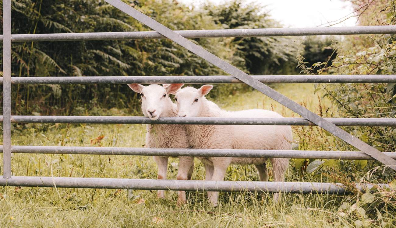 Say hello to your sweet neighbours!