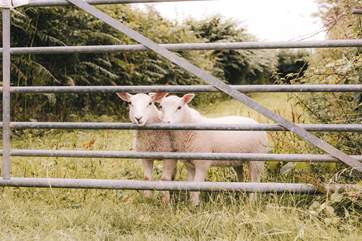 Say hello to your sweet neighbours!