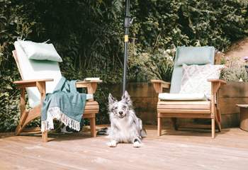 Harvest Hut warmly welcomes your four-legged companion.