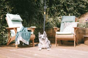 Harvest Hut warmly welcomes your four-legged companion.