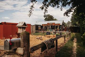 Say hello to your neighbours, the charismatic Kunekune pigs.