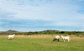 Animals roam freely around the moors. - Thumbnail Image