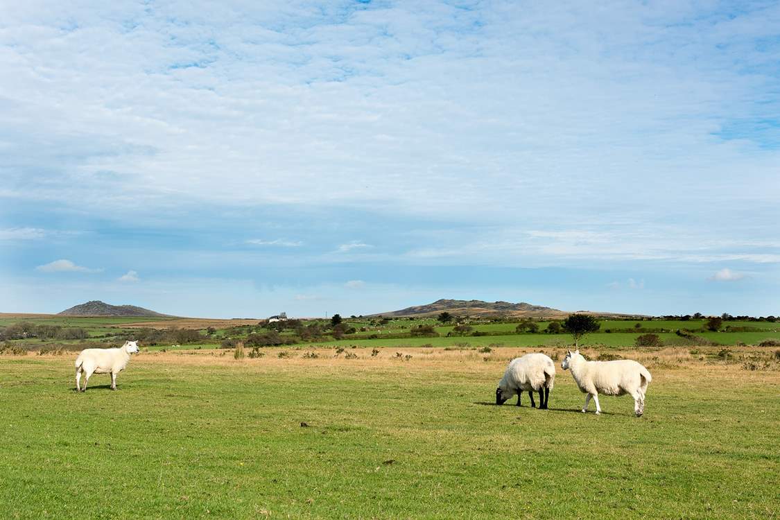 Animals roam freely around the moors.