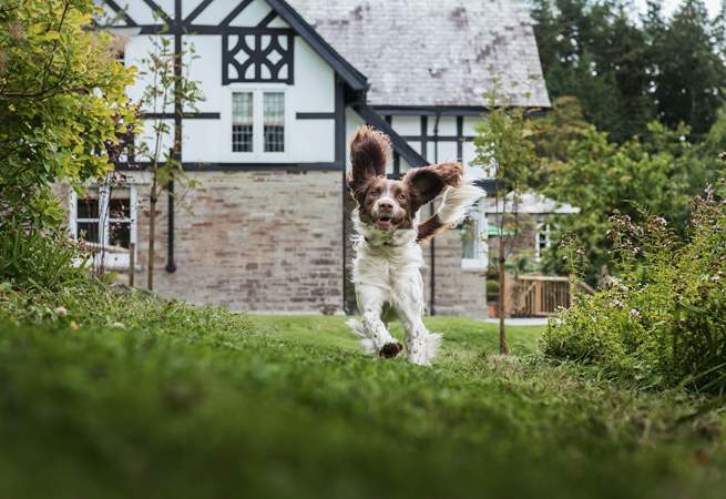 At Penlyne you will find some secure garden areas, perfect for your four-legged friend.