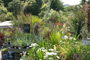 With a great selection of plants.