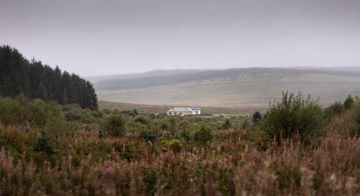 Moorland heather with The Blue Hemmel sitting romantically in the mist. 