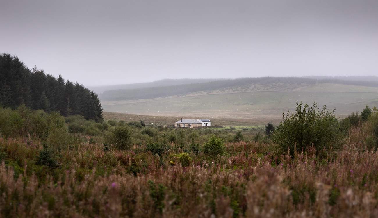 Moorland heather with The Blue Hemmel sitting romantically in the mist. 