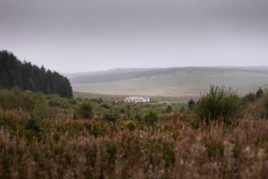 Moorland heather with The Blue Hemmel sitting romantically in the mist.