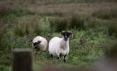 Inquisitive sheep. - Thumbnail Image