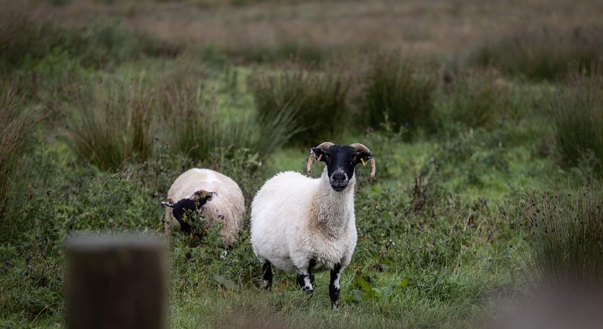 Inquisitive sheep.