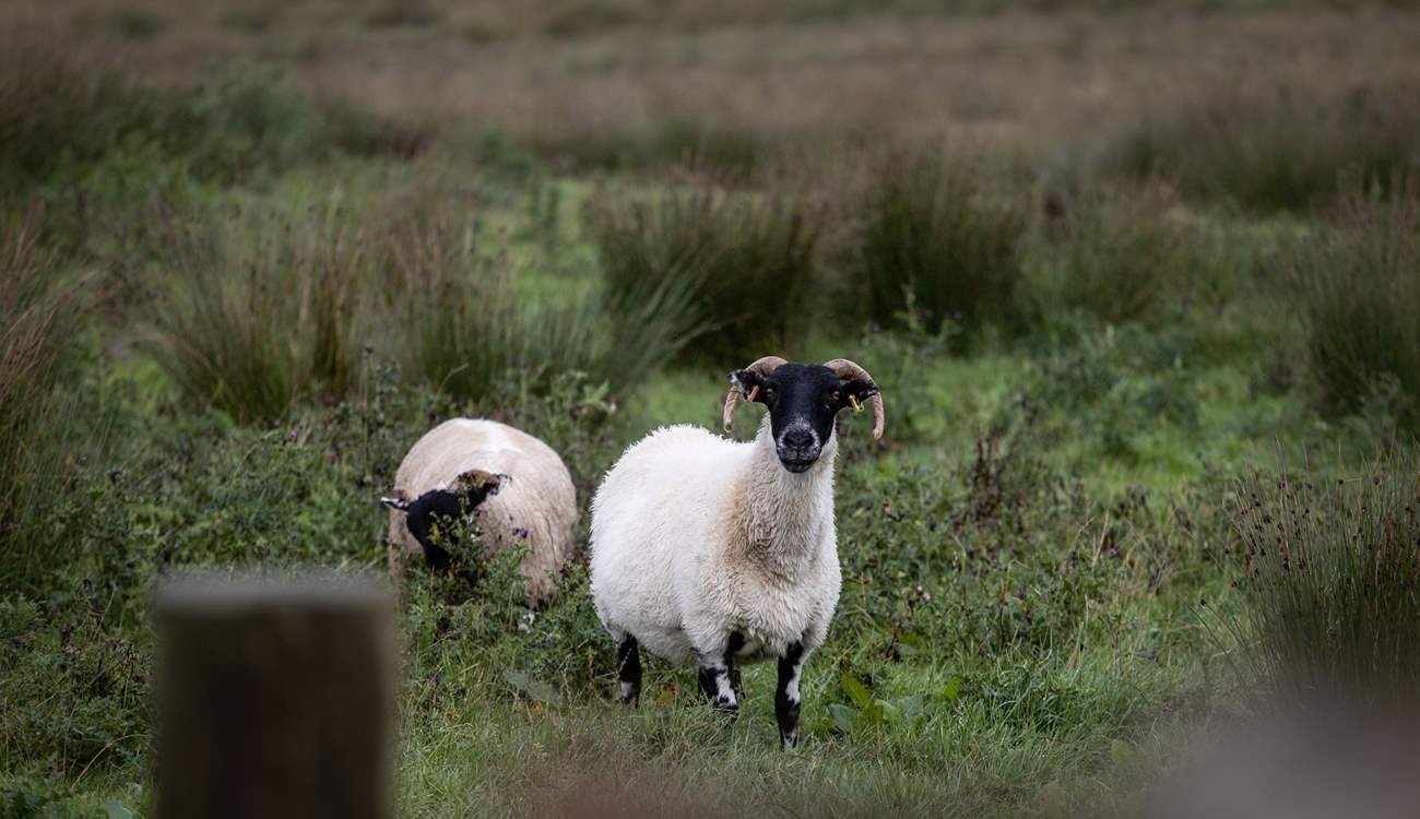 Inquisitive sheep.