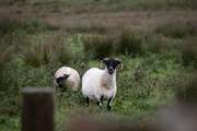 Inquisitive sheep.