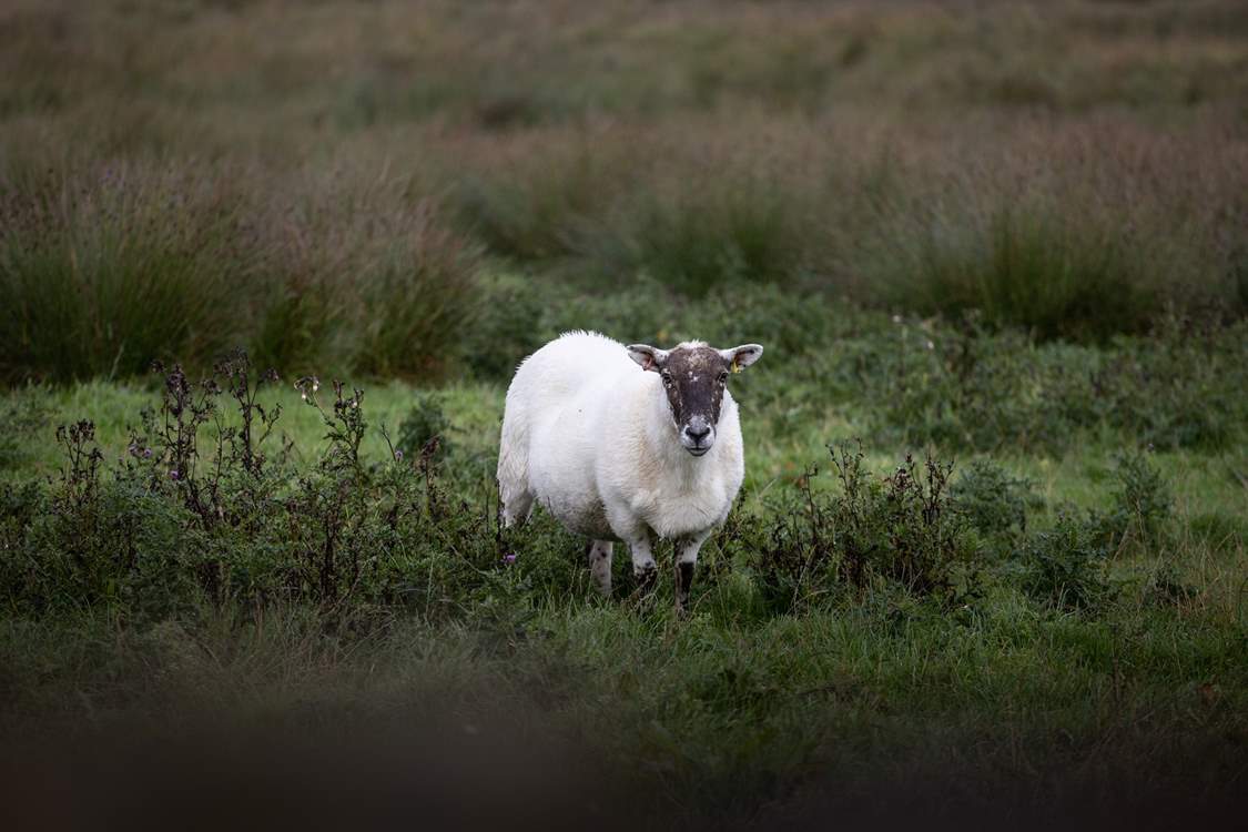 The neighbours!