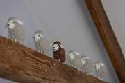 The fluffy sheep watch from on high.