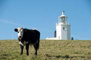 The lighthouse is a spectacle not to be missed and within walking distance from Heevara. You might even make some fluffy friends on the way!