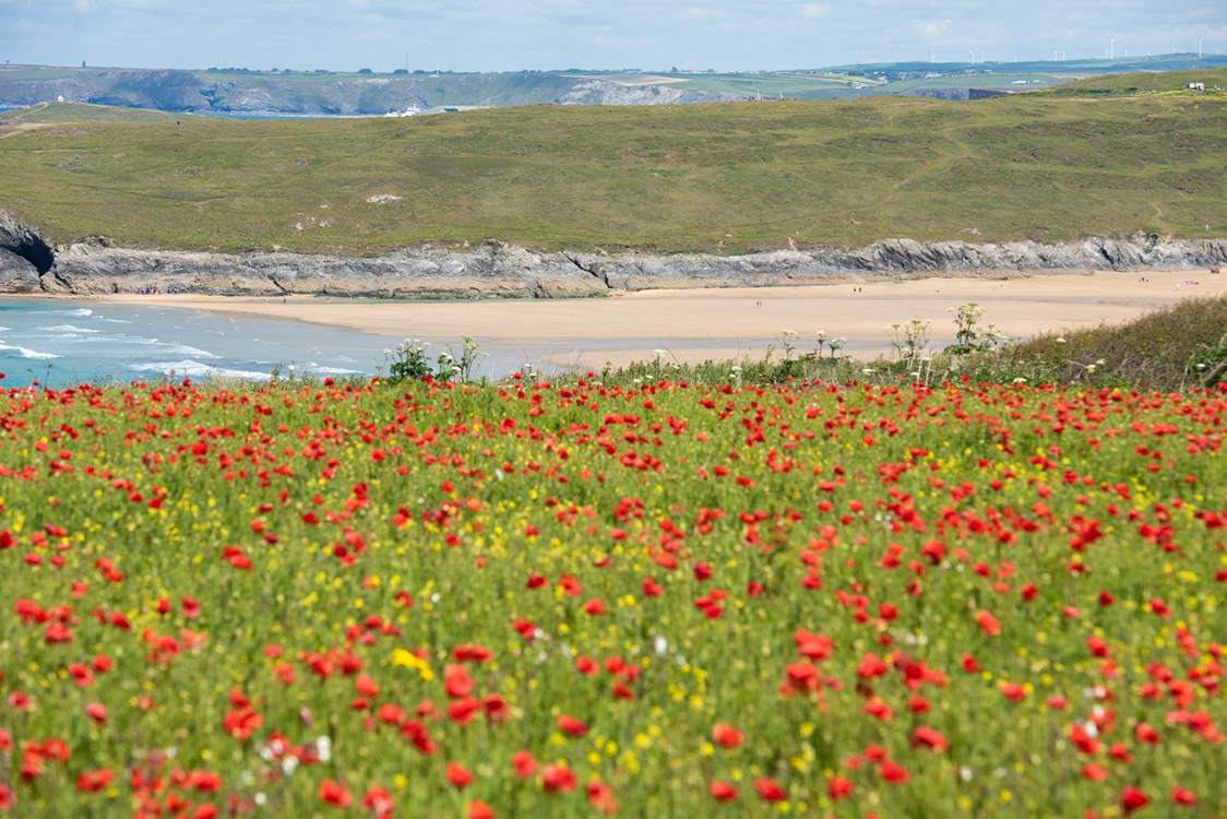 Crantock is stunning all year round - clifftops are covered in a sea of poppies in early summer.