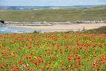 Crantock is stunning all year round - clifftops are covered in a sea of poppies in early summer. 