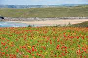 Crantock is stunning all year round - clifftops are covered in a sea of poppies in early summer.
