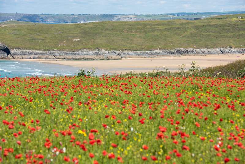 Crantock is stunning all year round - clifftops are covered in a sea of poppies in early summer. 