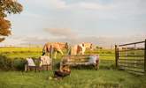 Your friendly neighbourhood horses who might come up to the fence and say hello. - Thumbnail Image