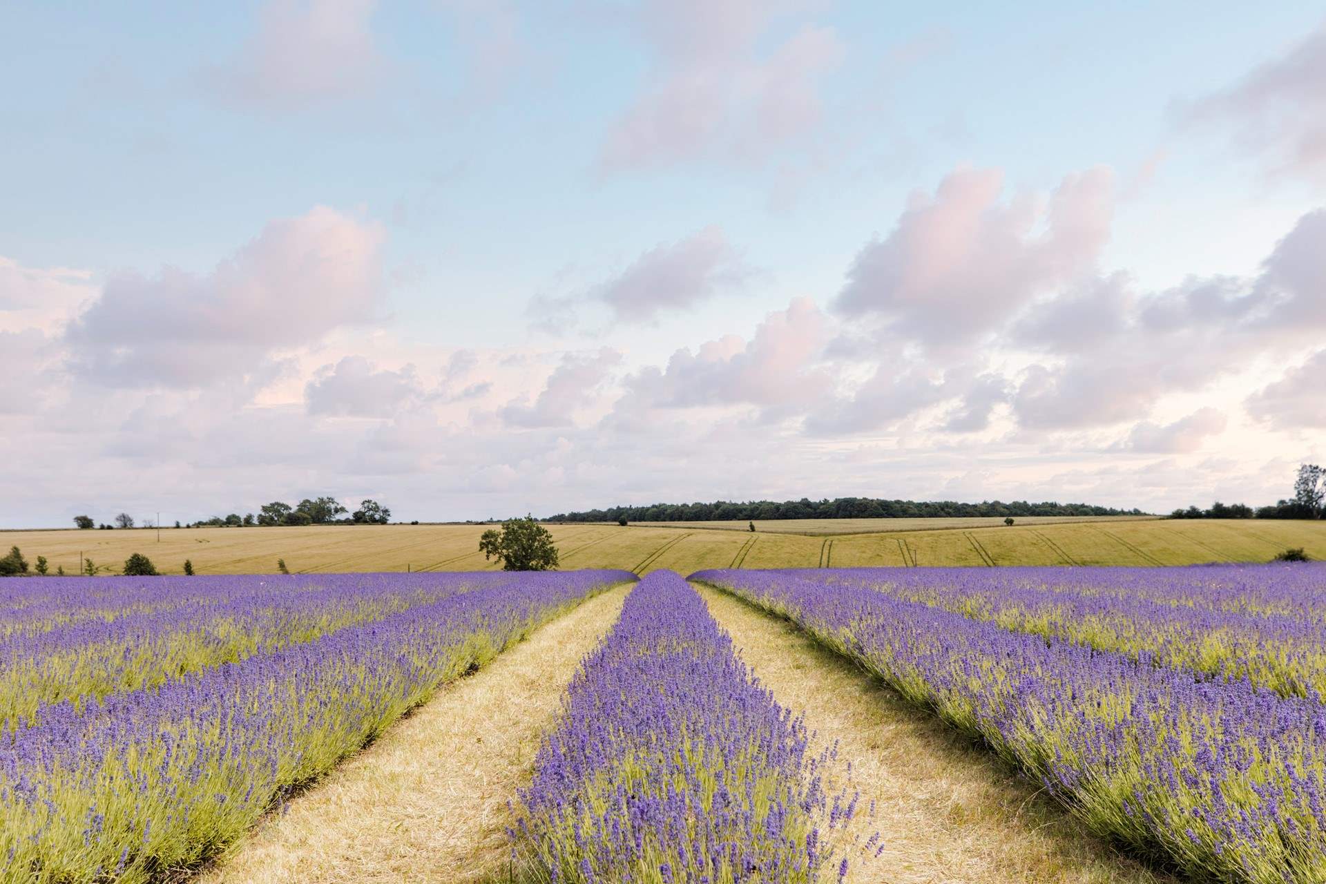The beautiful lavender fields of Snowshill.