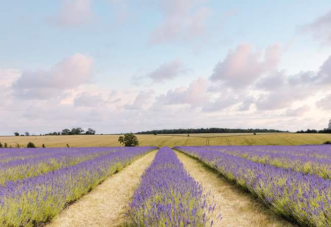 The beautiful lavender fields of Snowshill.